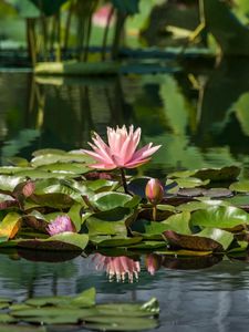 Preview wallpaper water lilies, leaves, pond, water, reflection