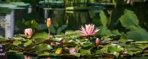 Preview wallpaper water lilies, leaves, pond, water, reflection