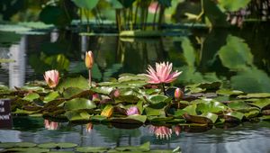 Preview wallpaper water lilies, leaves, pond, water, reflection