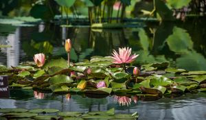 Preview wallpaper water lilies, leaves, pond, water, reflection