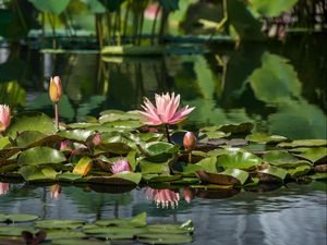 Preview wallpaper water lilies, leaves, pond, water, reflection