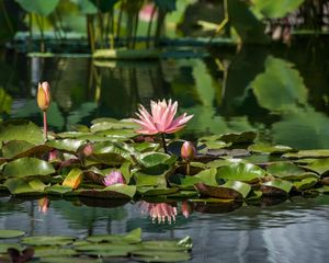 Preview wallpaper water lilies, leaves, pond, water, reflection