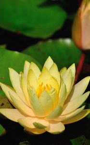 Preview wallpaper water lilies, leaves, pond, shade, close-up