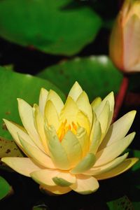 Preview wallpaper water lilies, leaves, pond, shade, close-up