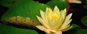 Preview wallpaper water lilies, leaves, pond, shade, close-up