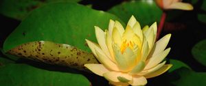 Preview wallpaper water lilies, leaves, pond, shade, close-up