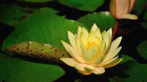 Preview wallpaper water lilies, leaves, pond, shade, close-up
