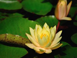 Preview wallpaper water lilies, leaves, pond, shade, close-up