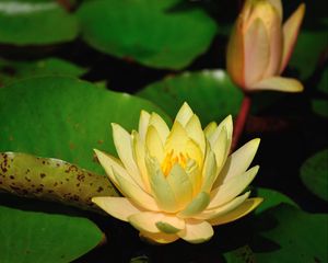 Preview wallpaper water lilies, leaves, pond, shade, close-up