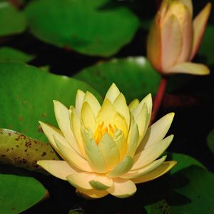 Preview wallpaper water lilies, leaves, pond, shade, close-up