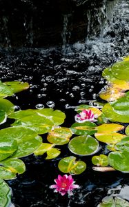 Preview wallpaper water lilies, leaves, water, bubbles, pond