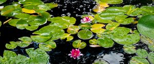 Preview wallpaper water lilies, leaves, water, bubbles, pond