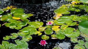 Preview wallpaper water lilies, leaves, water, bubbles, pond