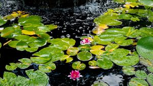 Preview wallpaper water lilies, leaves, water, bubbles, pond