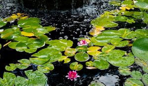 Preview wallpaper water lilies, leaves, water, bubbles, pond