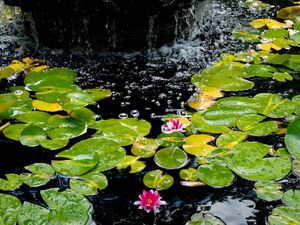 Preview wallpaper water lilies, leaves, water, bubbles, pond