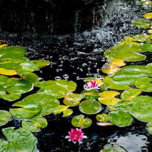 Preview wallpaper water lilies, leaves, water, bubbles, pond