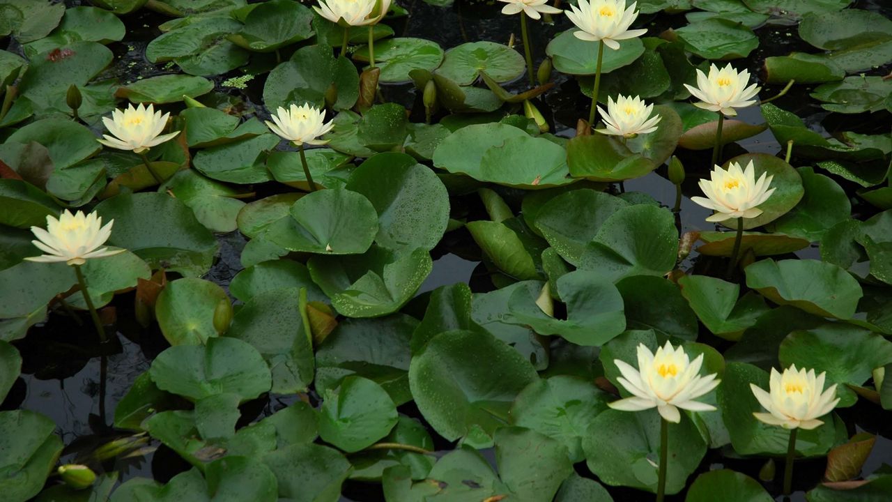 Wallpaper water lilies, many, leaves, water, pond, green