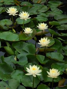 Preview wallpaper water lilies, many, leaves, water, pond, green
