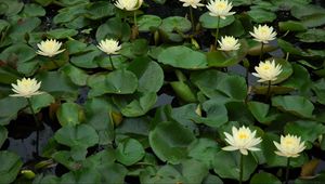 Preview wallpaper water lilies, many, leaves, water, pond, green