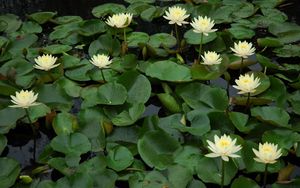 Preview wallpaper water lilies, many, leaves, water, pond, green