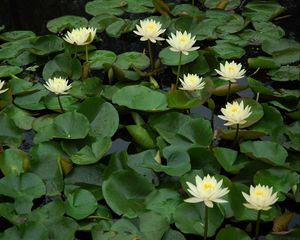 Preview wallpaper water lilies, many, leaves, water, pond, green