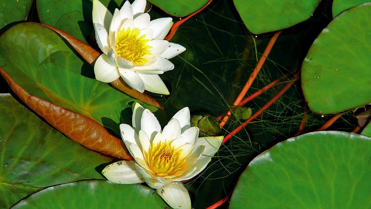 Wallpaper water lilies, pair, white, water, herbs, leaves