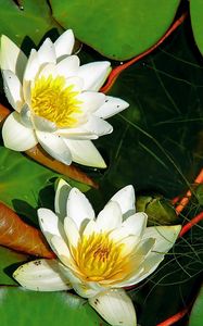 Preview wallpaper water lilies, pair, white, water, herbs, leaves