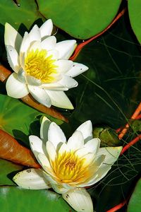 Preview wallpaper water lilies, pair, white, water, herbs, leaves