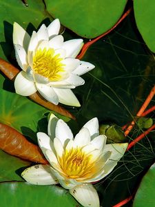 Preview wallpaper water lilies, pair, white, water, herbs, leaves