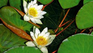 Preview wallpaper water lilies, pair, white, water, herbs, leaves