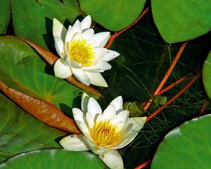 Preview wallpaper water lilies, pair, white, water, herbs, leaves