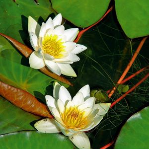 Preview wallpaper water lilies, pair, white, water, herbs, leaves