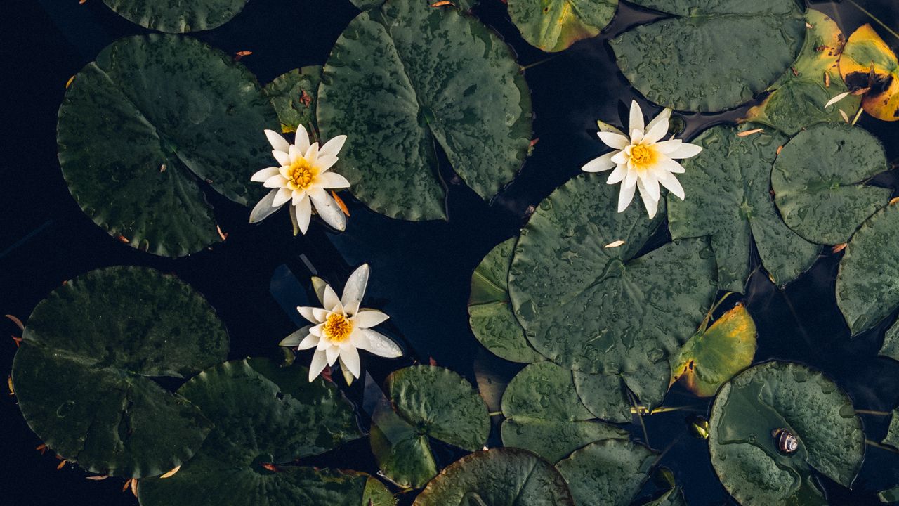 Wallpaper water lilies, plant, water, macro