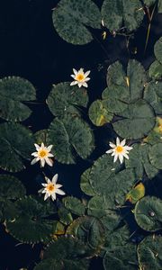 Preview wallpaper water lilies, plant, water, macro