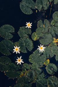 Preview wallpaper water lilies, plant, water, macro