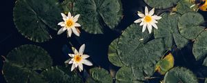 Preview wallpaper water lilies, plant, water, macro