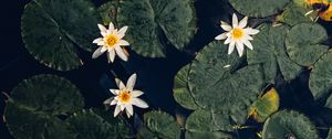 Preview wallpaper water lilies, plant, water, macro