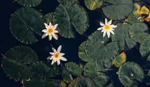 Preview wallpaper water lilies, plant, water, macro