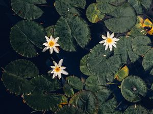 Preview wallpaper water lilies, plant, water, macro