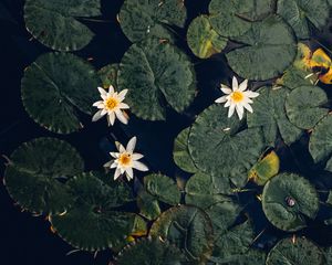 Preview wallpaper water lilies, plant, water, macro