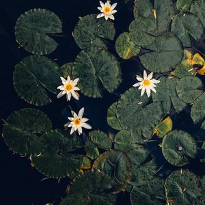 Preview wallpaper water lilies, plant, water, macro