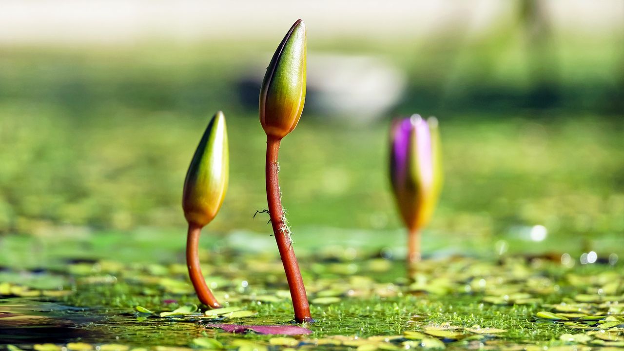 Wallpaper water lilies, plants, flowers