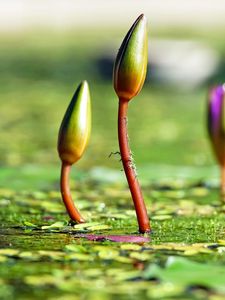 Preview wallpaper water lilies, plants, flowers