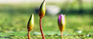 Preview wallpaper water lilies, plants, flowers