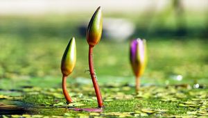 Preview wallpaper water lilies, plants, flowers