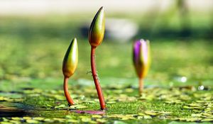 Preview wallpaper water lilies, plants, flowers