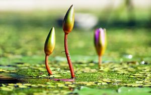 Preview wallpaper water lilies, plants, flowers