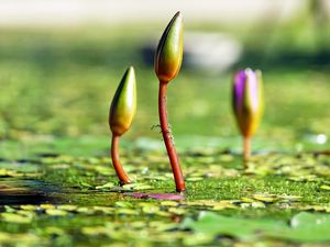 Preview wallpaper water lilies, plants, flowers