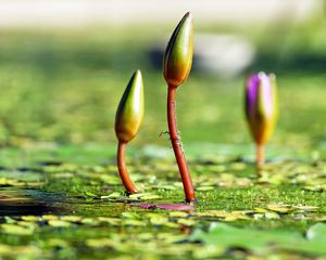 Preview wallpaper water lilies, plants, flowers